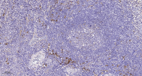 Anti-FAT2 antibody (STJ192996) – Figure 1 of 1