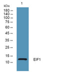 Anti-EIF1 antibody (1-50 aa) (STJ193037) – Figure 1 of 1