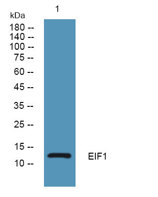 Anti-EIF1 antibody (1-50 aa) (STJ193037) – Figure 1 of 1