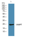Anti-VAMP7 antibody (STJ193102) – Figure 1 of 1