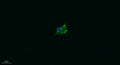 Anti-TRPA1 antibody (STJ193121) – Figure 1 of 1
