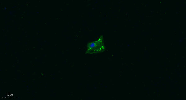 Anti-TRPA1 antibody (STJ193121) – Figure 1 of 1