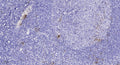 Anti-SLC6A4 antibody (STJ193156) – Figure 1 of 1
