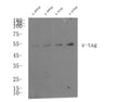 Anti-S-Tag antibody (STJ193241) – Figure 1 of 1
