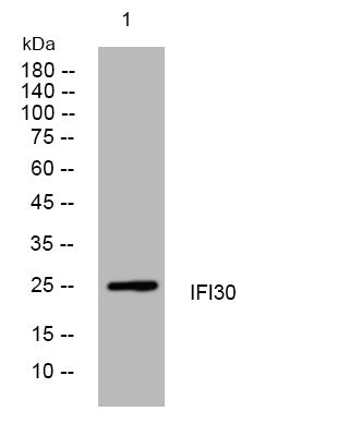 Anti-IFI30 antibody (3-53 aa) (STJ193466) – Figure 1 of 1