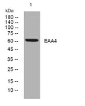 Anti-SLC1A6 antibody (320-370 aa) (STJ193578) – Figure 1 of 1