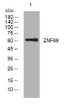 Anti-ZNF69 antibody (347-397 aa) (STJ193600) – Figure 1 of 1