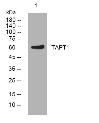 Anti-TAPT1 antibody (295-345 aa) (STJ193609) – Figure 1 of 1