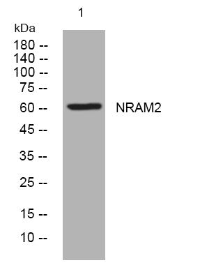 Anti-SLC11A2 antibody (474-524 aa) (STJ193616) – Figure 1 of 1