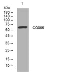 Anti-HEATR9 antibody (505-555 aa) (STJ193638) – Figure 1 of 1