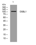 Anti-OSBPL1A antibody (229-279 aa) (STJ193669) – Figure 1 of 1