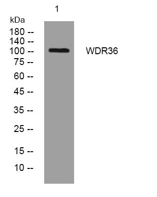 Anti-WDR36 antibody (607-657 aa) (STJ193679) – Figure 1 of 1