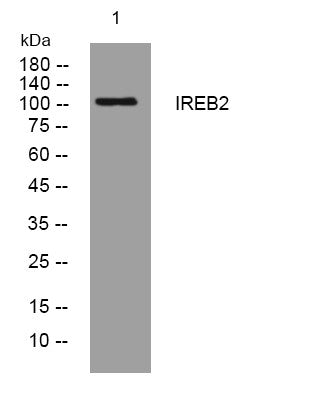 Anti-IREB2 antibody (702-752 aa) (STJ193725) – Figure 1 of 1