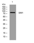 Anti-SIM1 antibody (545-595 aa) (STJ193776) – Figure 1 of 1
