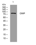 Anti-CMIP antibody (105-155 aa) (STJ193805) – Figure 1 of 1