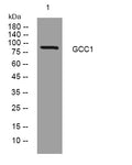 Anti-GCC1 antibody (632-682 aa) (STJ193821) – Figure 1 of 1