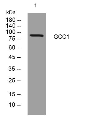 Anti-GCC1 antibody (632-682 aa) (STJ193821) – Figure 1 of 1