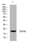 Anti-ZNF740 antibody (34-84 aa) (STJ193825) – Figure 1 of 1