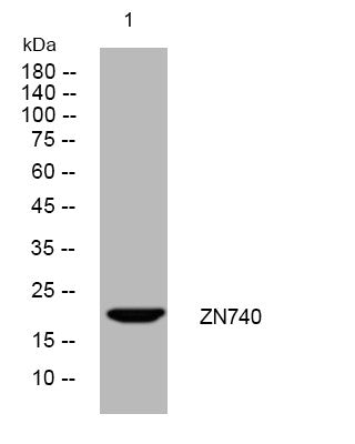 Anti-ZNF740 antibody (34-84 aa) (STJ193825) – Figure 1 of 1
