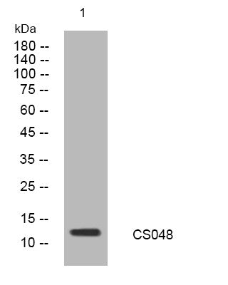 Anti-C19orf48 antibody (7-57 aa) (STJ193839) – Figure 1 of 1
