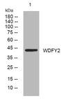 Anti-WDFY2 antibody (344-394 aa) (STJ193840) – Figure 1 of 1