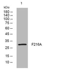 Anti-FAM216A antibody (171-221 aa) (STJ193843) – Figure 1 of 1
