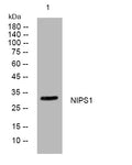 Anti-NIPSNAP1 antibody (183-233 aa) (STJ193851) – Figure 1 of 1