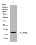 Anti-C15orf32 antibody (34-84 aa) (STJ193859) – Figure 1 of 1