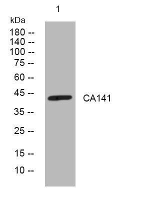 Anti-C1orf141 antibody (312-362 aa) (STJ193866) – Figure 1 of 1