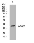 Anti-BUD23 antibody (144-194 aa) (STJ193867) – Figure 1 of 1