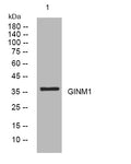 Anti-GINM1 antibody (241-291 aa) (STJ193870) – Figure 1 of 1