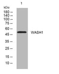 Anti-WASHC1 antibody (163-213 aa) (STJ193872) – Figure 1 of 1