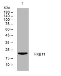 Anti-FKBP11 antibody (58-108 aa) (STJ193895) – Figure 1 of 1