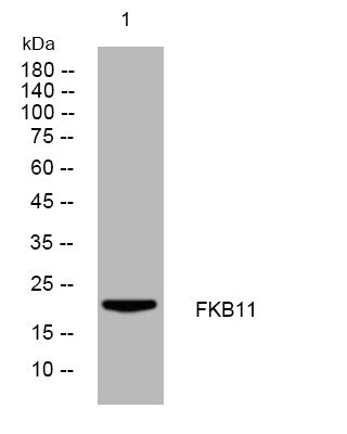 Anti-FKBP11 antibody (58-108 aa) (STJ193895) – Figure 1 of 1