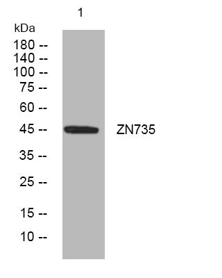 Anti-ZNF735 antibody (354-404 aa) (STJ193897) – Figure 1 of 1