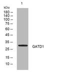 Anti-GATAD1 antibody (192-242 aa) (STJ193898) – Figure 1 of 1