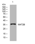 Anti-MAT2B antibody (23-73 aa) (STJ193913) – Figure 1 of 1