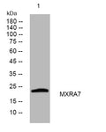 Anti-MXRA7 antibody (8-58 aa) (STJ193922) – Figure 1 of 1