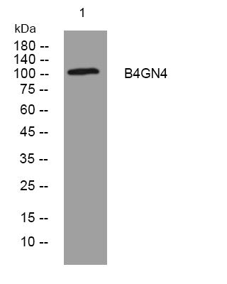 Anti-B4GALNT4 antibody (498-548 aa) (STJ193931) – Figure 1 of 1