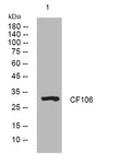 Anti-ILRUN antibody (80-130 aa) (STJ193938) – Figure 1 of 1