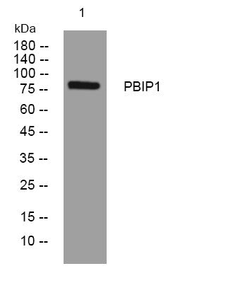 Anti-PBXIP1 antibody (585-635 aa) (STJ193960) – Figure 1 of 1
