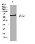 Anti-SPAST antibody (163-213 aa) (STJ193969) – Figure 1 of 1