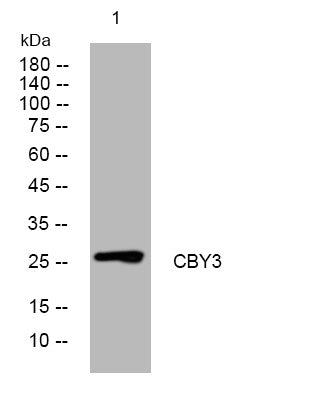 Anti-CBY3 antibody (48-98 aa) (STJ193975) – Figure 1 of 1