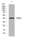 Anti-IKZF5 antibody (210-260 aa) (STJ193979) – Figure 1 of 1
