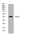 Anti-TRMU antibody (368-418 aa) (STJ193991) – Figure 1 of 1