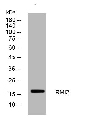 Anti-RMI2 antibody (73-123 aa) (STJ193992) – Figure 1 of 1