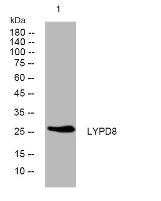 Anti-LYPD8 antibody (42-92 aa) (STJ193993) – Figure 1 of 1