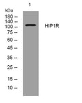 Anti-HIP1R antibody (554-604 aa) (STJ194002) – Figure 1 of 1