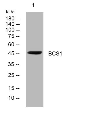 Anti-BCS1L antibody (29-79 aa) (STJ194008) – Figure 1 of 1