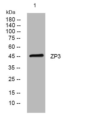 Anti-ZP3 antibody (210-260 aa) (STJ194009) – Figure 1 of 1